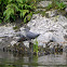 American Dipper