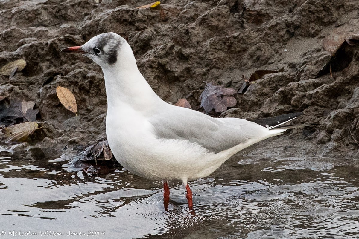 Black-headed Gull