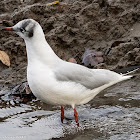 Black-headed Gull