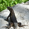 Northern Curlytail Lizard