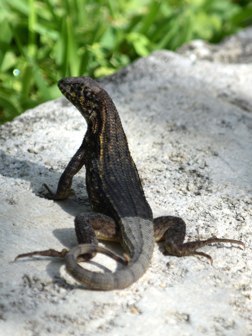 Northern Curlytail Lizard