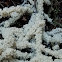 Tapioca slime mold