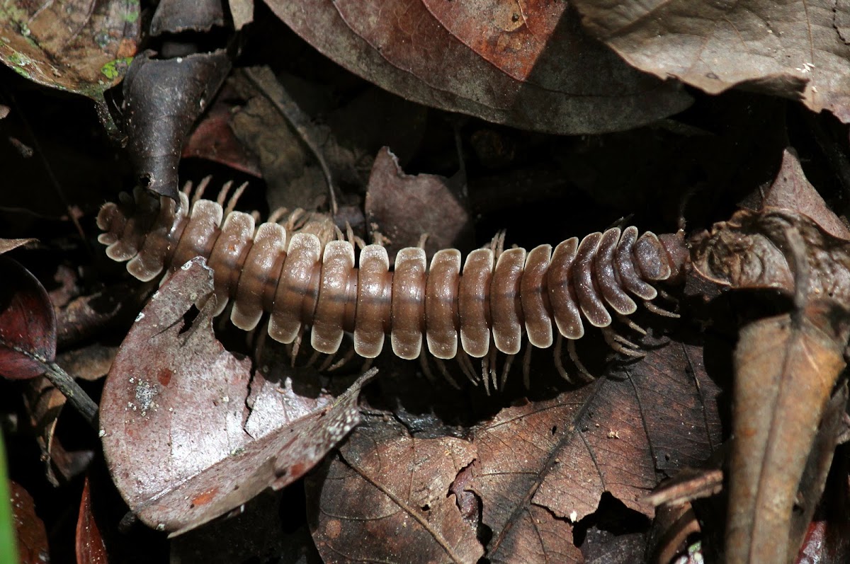 Tractor or Flat-backed Millipede