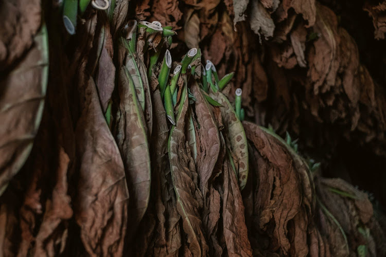 Mastery takes time - the process of cigar crafting is meticulous