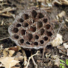 American Lotus (Seed Pod)