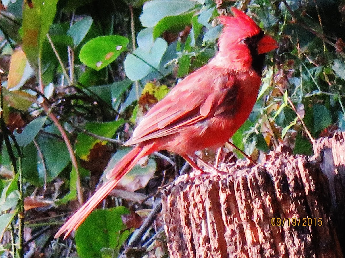 Northern cardinal