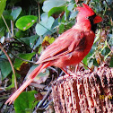 Northern cardinal