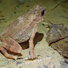 Dwarf Stream Toad