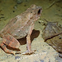 Dwarf Stream Toad