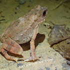 Dwarf Stream Toad