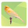 Top Birds Ringtones 2 icon