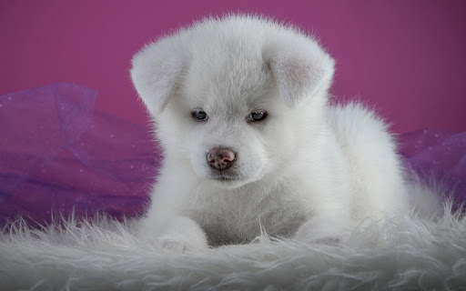 Fluffy White Akita Puppy Against a Vibrant screenshot 2