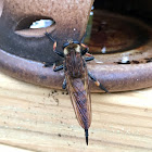 Robber Fly