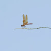 Slough Amberwing