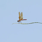 Slough Amberwing