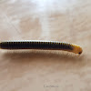 Millipede