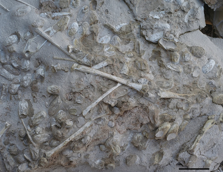 Pterosaur egg specimens, showing eggs and bones taken in Xinjiang Uygur Autonomous Region in northwestern China.