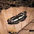 Chestnut Streaked Sailor (Female)