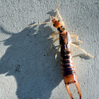 Shore Earwig (male)