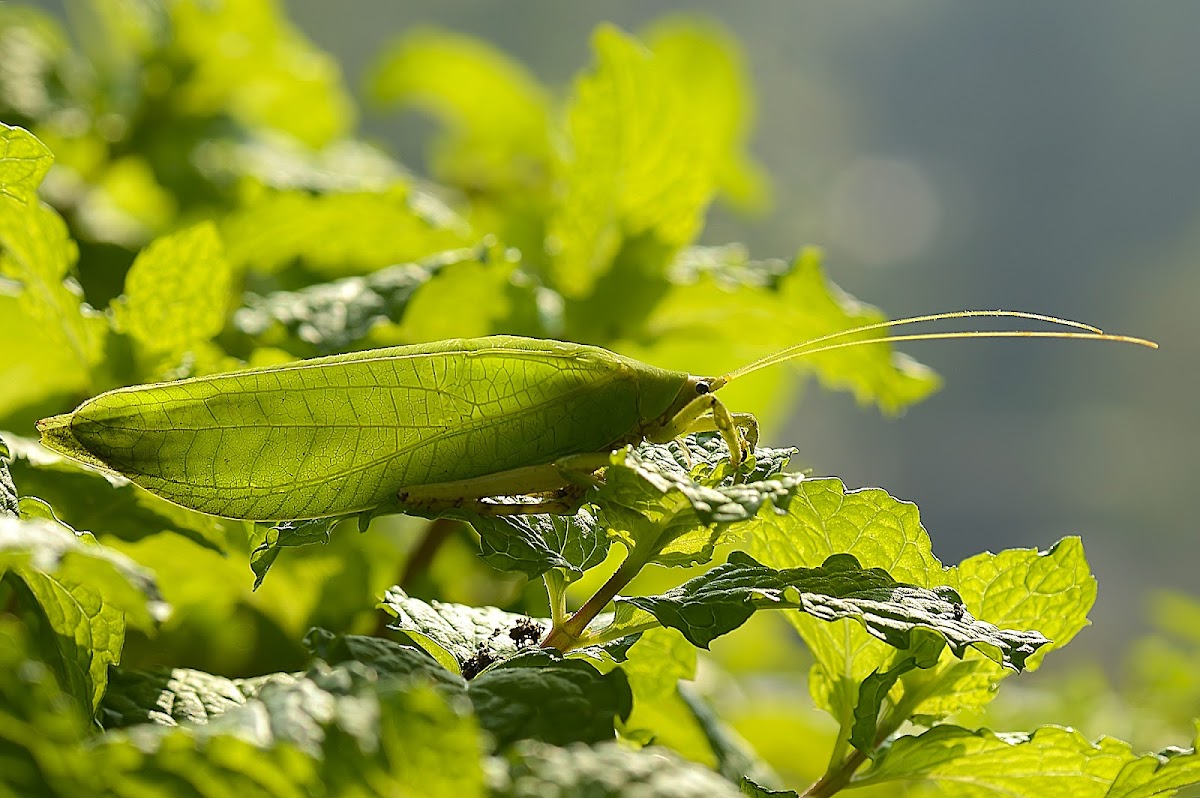 Angle-wing katydid