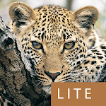 Cover Image of Download Mammals of SA Lite 1.0.0 APK