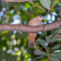 Southern House Wren