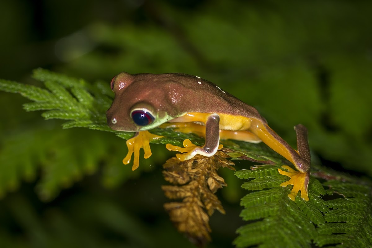 Gliding Tree Frog (juvenile)