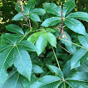 Red Buckeye