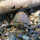 Ermitaño / Hermit crab