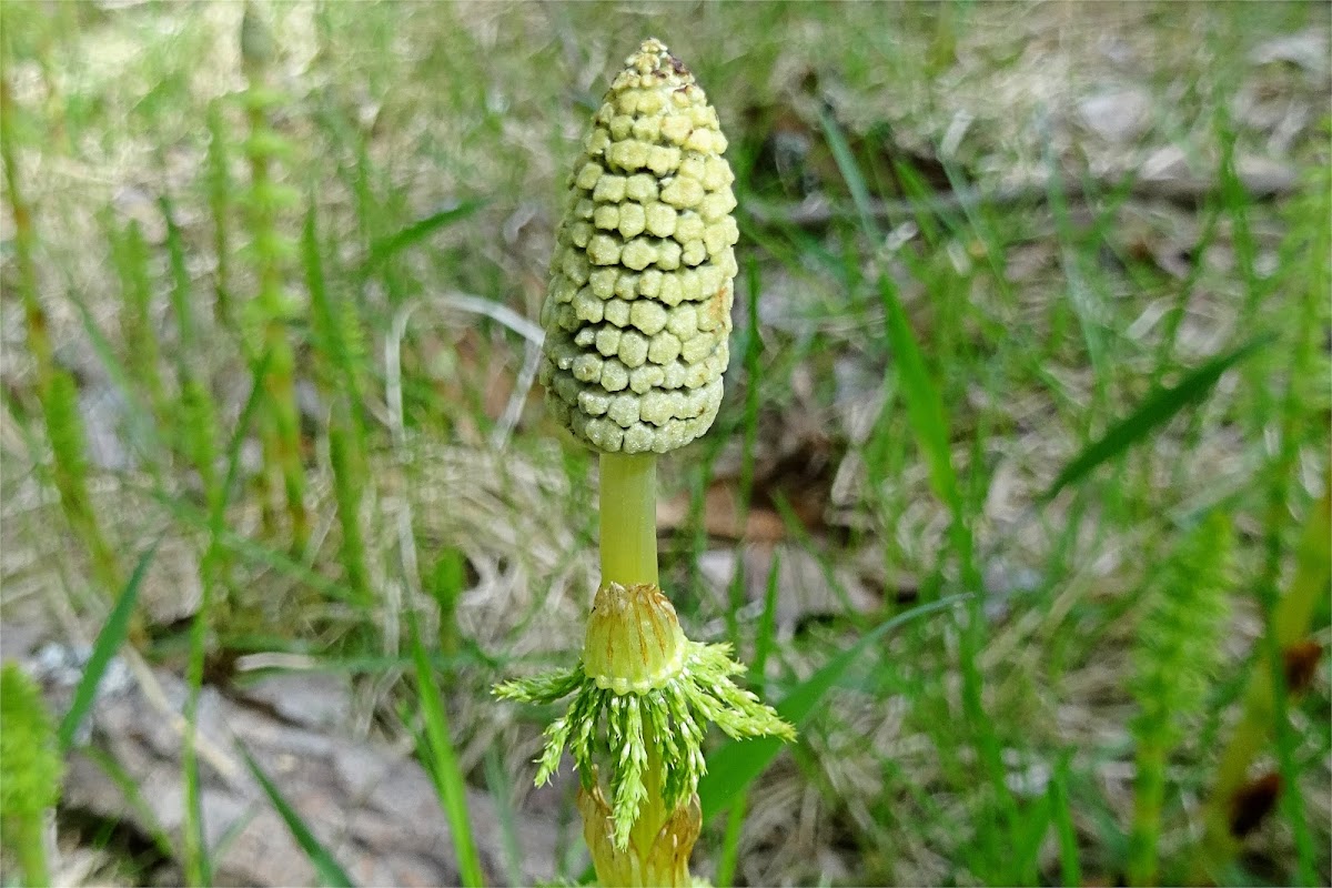 Wood Horsetail