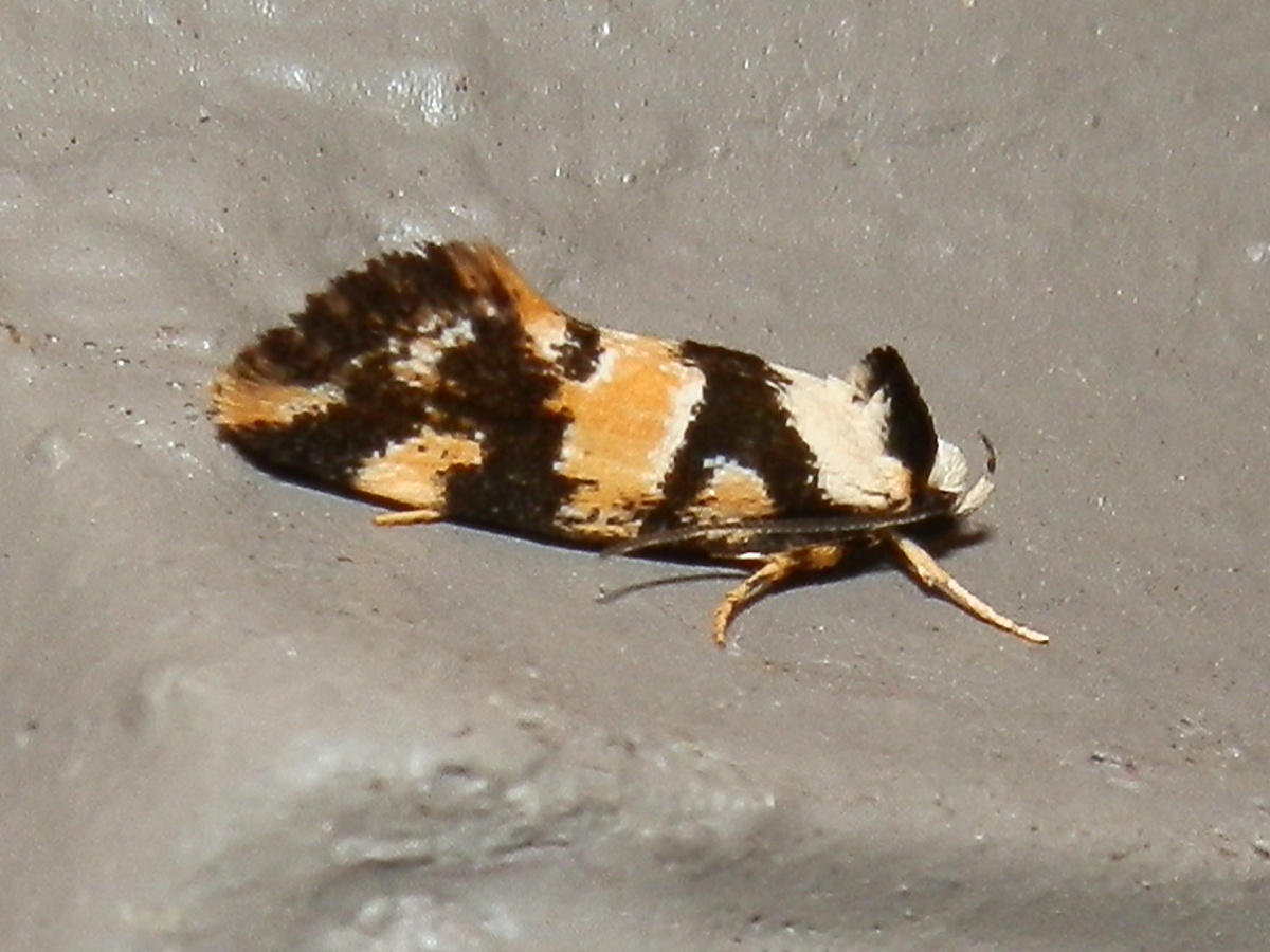 Barea Moth