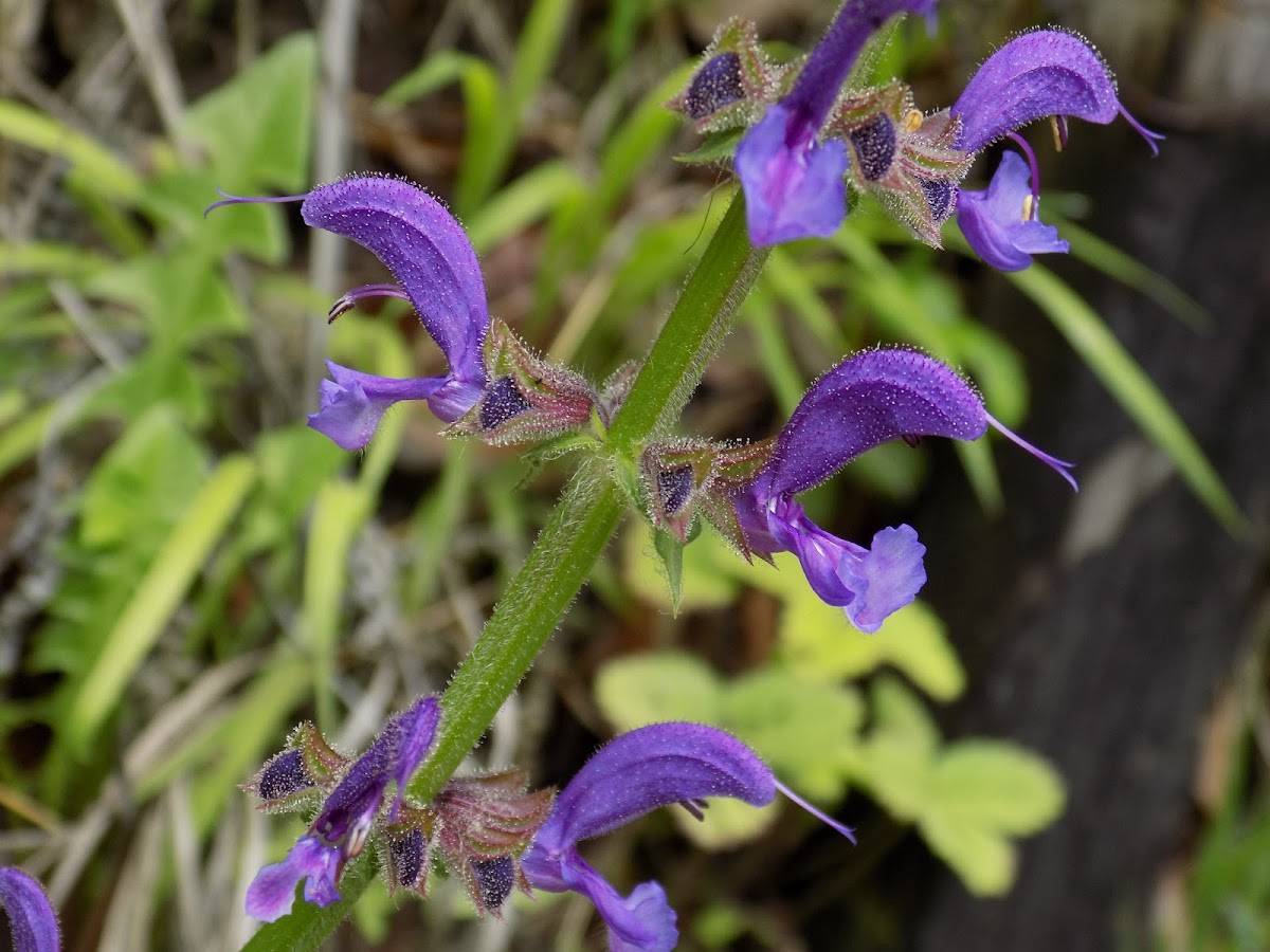 Meadow sage