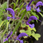 Meadow sage