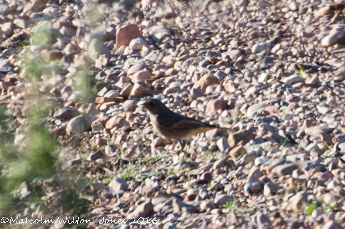 Black Redstart; Colirrojo Tizón