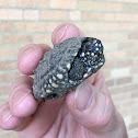 OUACHITA MAP TURTLE