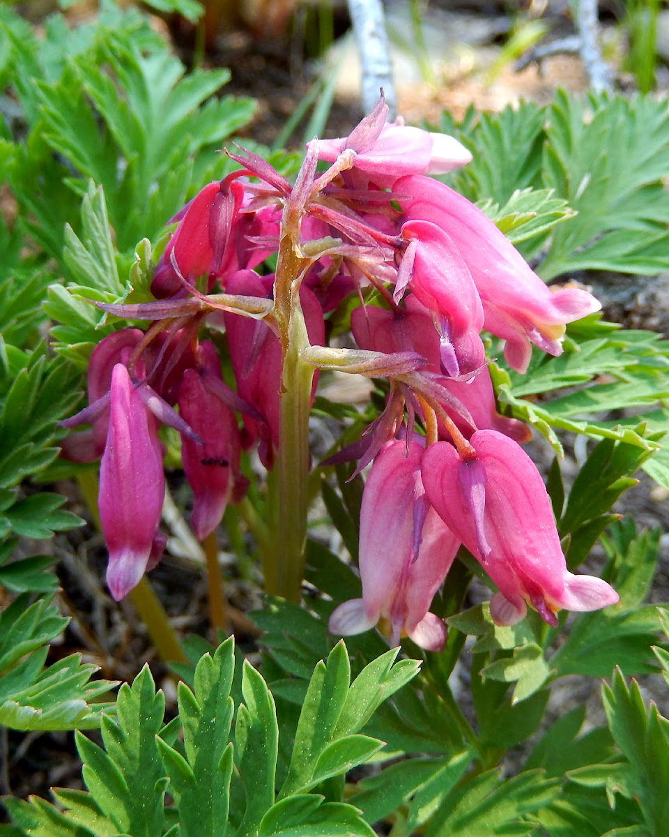 Pacific Bleeding Heart