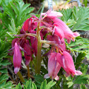 Pacific Bleeding Heart