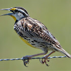 Eastern meadowlark