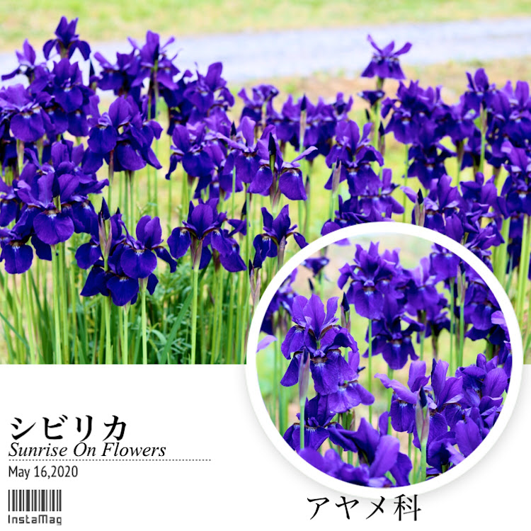 Nボックスカスタムのお花シリーズ・四季桜・プロフ必読・ミニ薔薇・お家ハッピーに関するカスタム事例の投稿画像4枚目