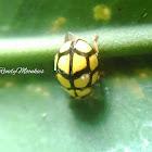 Yellow pentagonal spot Ladybug