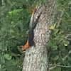 West African Rainbow Lizard