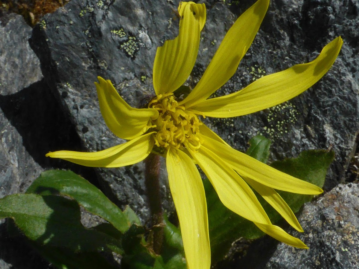 Nodding Arnica