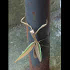 Chinese Mantis