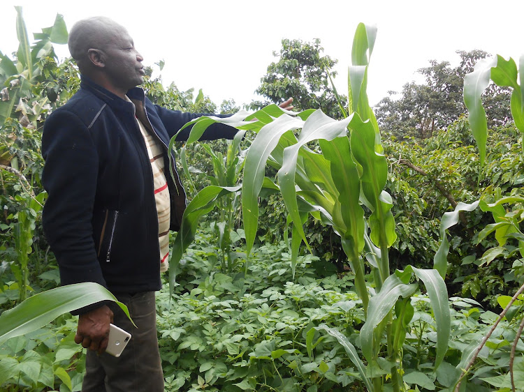 Patrick Muthiani points out a few remaining coffee trees in his farm, in which he now grows maize and beans