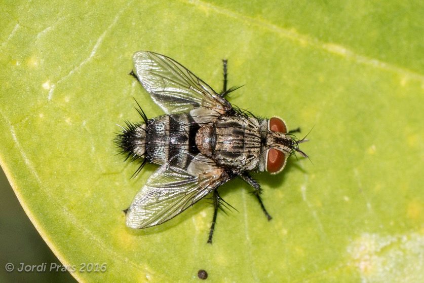 Horse-fly