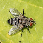 Horse-fly