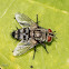 Horse-fly