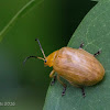 Leaf beetle