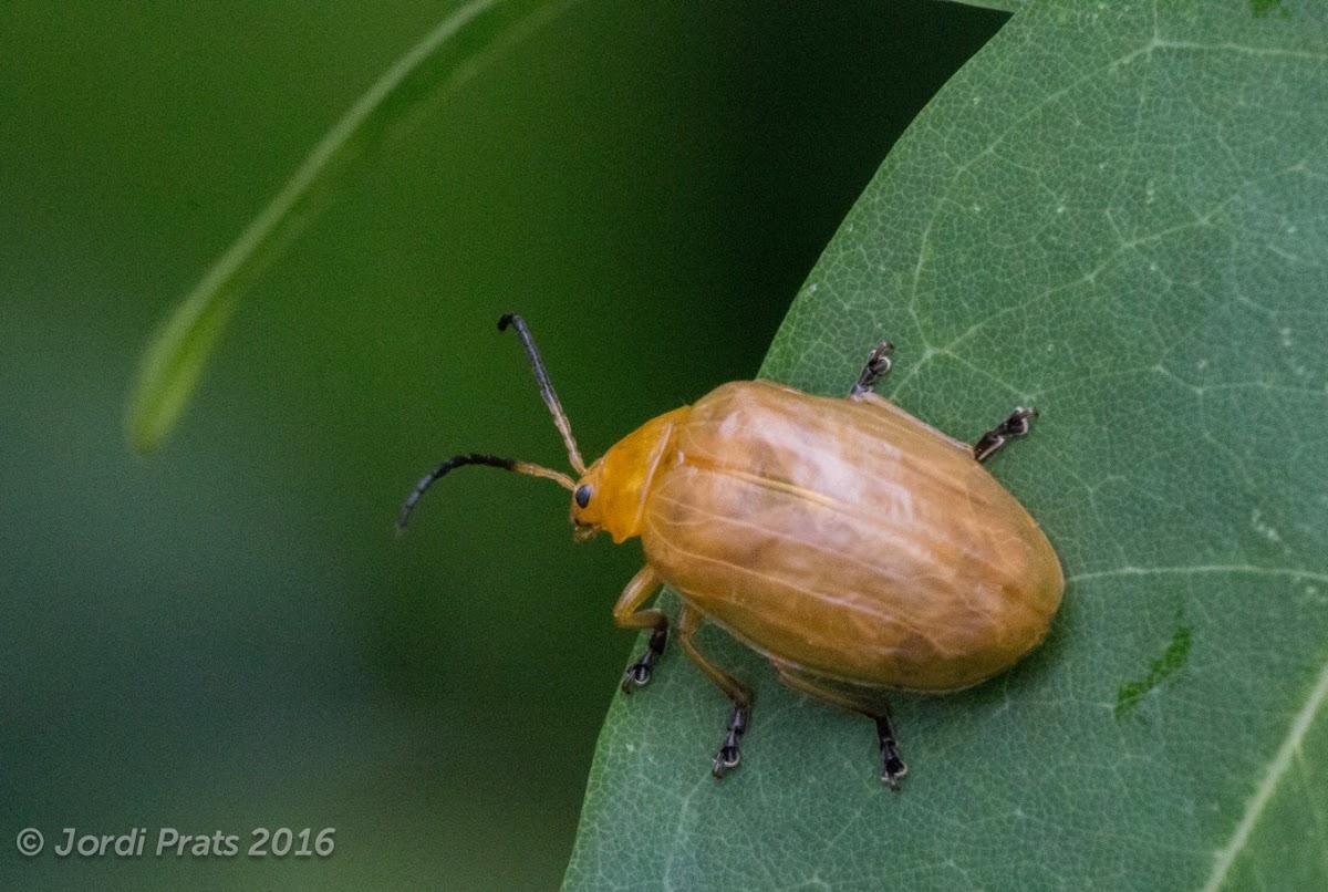 Leaf beetle