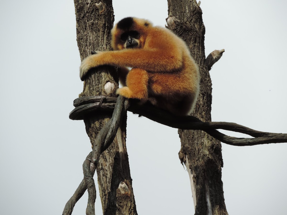 Buff-cheeked gibbon